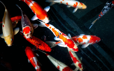 Top 5 des variétés de carpes koi les plus populaires