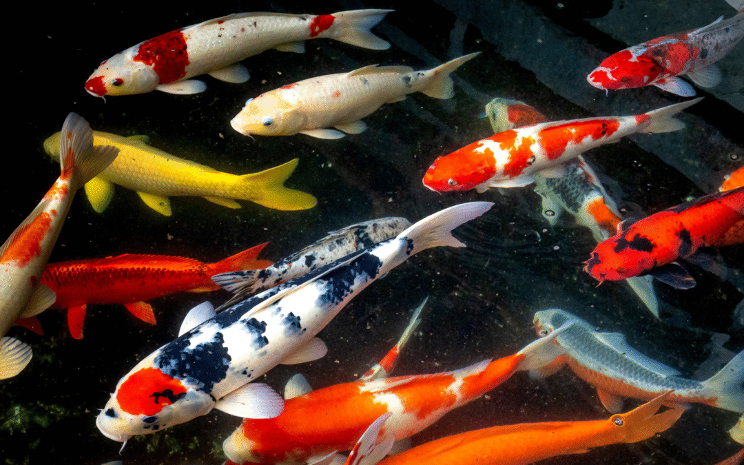 Nourrir ses carpes koi : bonnes pratiques et erreurs à éviter