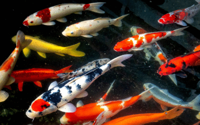 Nourrir ses carpes koi : bonnes pratiques et erreurs à éviter