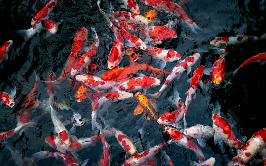 Comment préparer son bassin avant l’arrivée de carpes koi