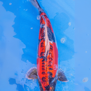 Beni kikokuryou (Ref 5)