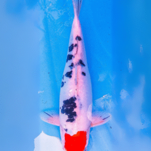 doitsu tancho sanké (ref 8)