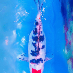 doitsu tancho sanké (ref 10)