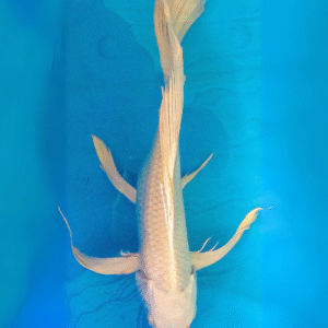 Purachina voilé (ref 100)