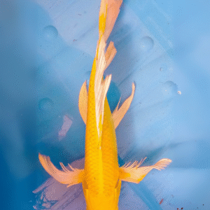 yamabuki voilé (ref 101)