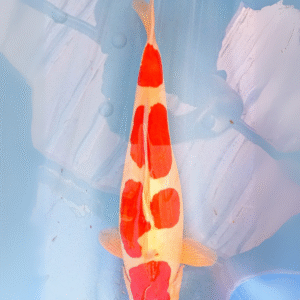 doitsu kohaku (ref 111)