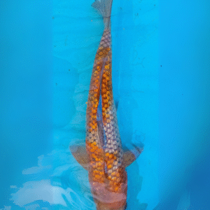 girin ochiba seguré (ref 112)