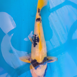 doitsu shiro utsuri (ref 113)