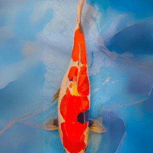 doitsu showa (ref 119)