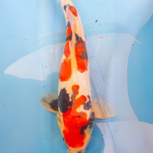 doitsu showa (ref 123)