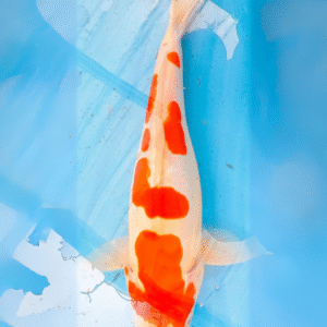 doitsu kohaku (ref 130)