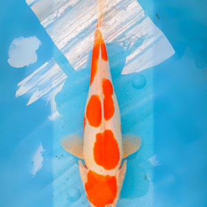 doitsu kohaku (ref 134)