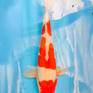 doitsu kohaku (ref 135)