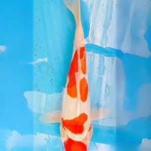 doitsu kohaku (ref 136)