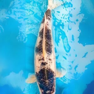 shiro utsuri (ref 151)