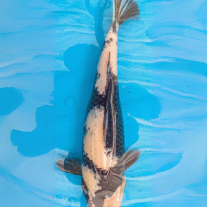 shiro utsuri (ref 153)