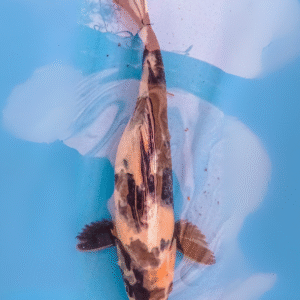 shiro utsuri (ref 155)