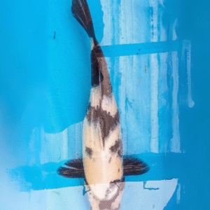 shiro utsuri (ref 156)