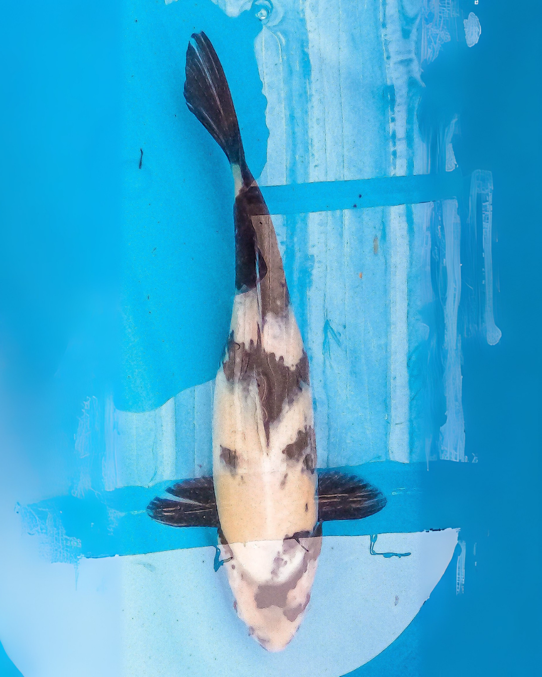 shiro utsuri (ref 156)