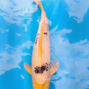 shiro utsuri (ref 157)