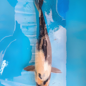 shiro utsuri (ref 158)