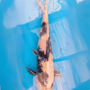 shiro utsuri (ref 159)