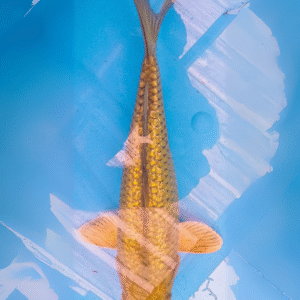 black diamond (ref 161)