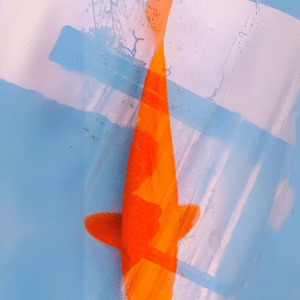 benigoi orange (ref 162)