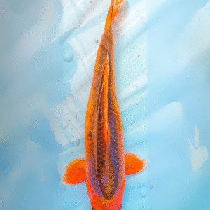 aka matsuba (ref 56)