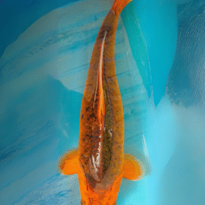 aka matsuba (ref 57)