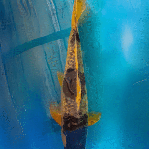 budo goromo (Ref 69)