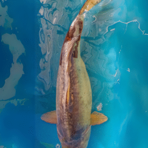 doitsu ochiba seguré (ref 71)