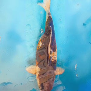 doitsu budo goromo (ref 72)