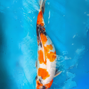 doitsu showa (ref 77)