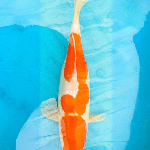 Doitsu kohaku (ref 79)