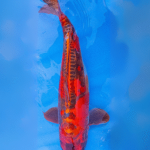 Beni kikokuryou (ref 3)