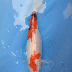 Doitsu sanké (ref 33)