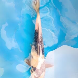 Shiro utsuri (ref 154)