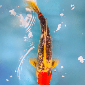 Tancho kumonryu (ref 36)