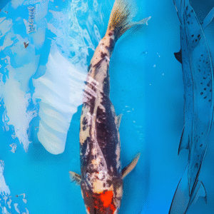 Tancho kumonryu (Ref 37)