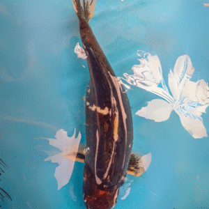 Tancho kumonryu (ref 38)