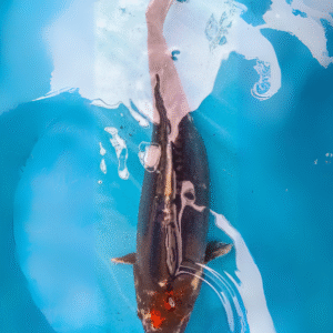 Tancho kumonryu (Ref 39)