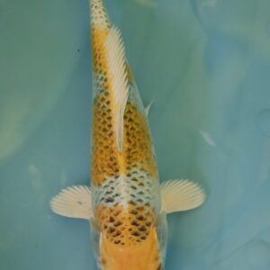 Kujaku yellow (ref 203)