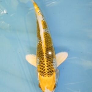 Kujaku yellow ref 206