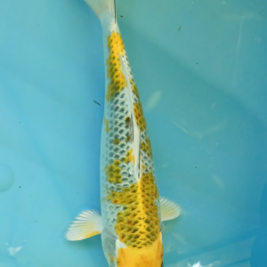 Kujaku yellow (ref 205)